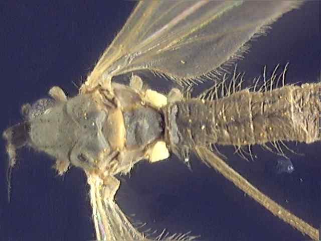 Cheilotrichia cinerascens 1